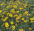 Rudbeckia Fulgida